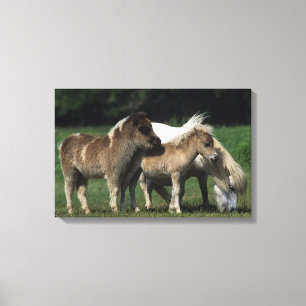 Miniature Mare & Foals 3 Canvas Print