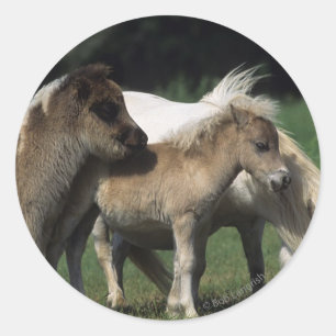 Miniature Mare & Foals 3 Classic Round Sticker