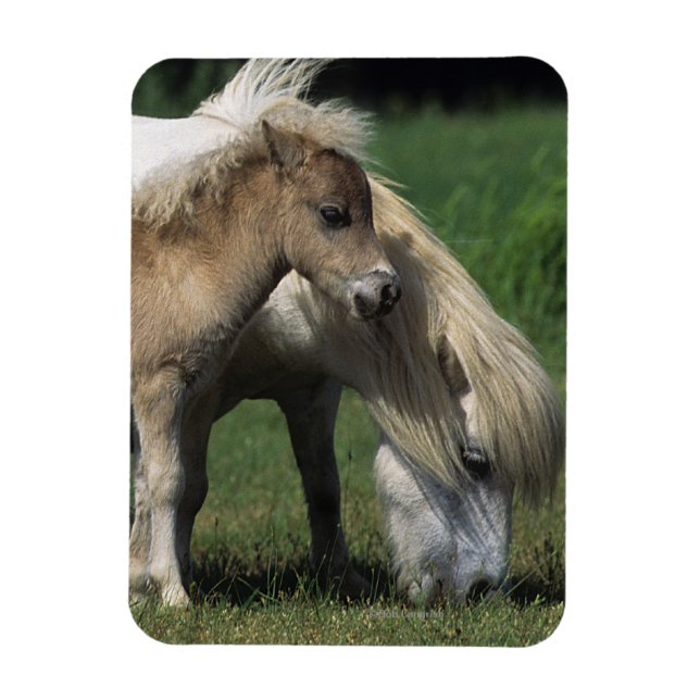 Miniature Mare & Foals 3 Magnet (Vertical)