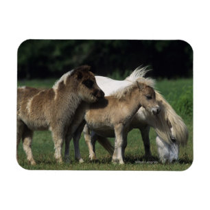 Miniature Mare & Foals 3 Magnet
