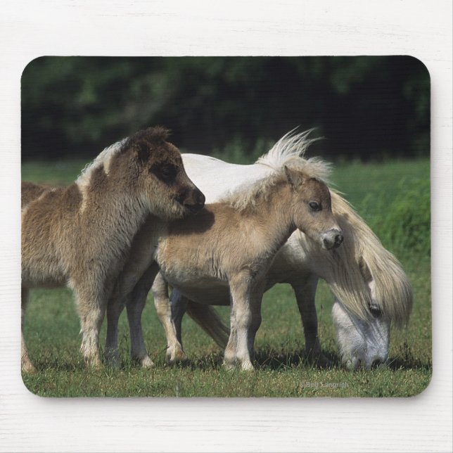 Miniature Mare & Foals 3 Mouse Mat (Front)