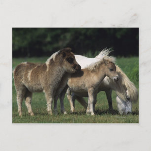 Miniature Mare & Foals 3 Postcard