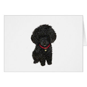 Miniature or Toy Poodle - Black 1