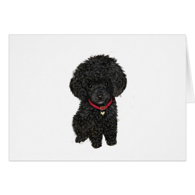 Miniature or Toy Poodle - Black 1 (Front Horizontal)