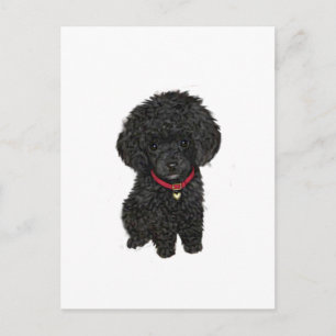 Miniature or Toy Poodle - Black 1 Postcard