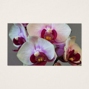 Miniature Orchid
