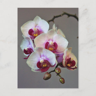 Miniature Orchid Postcard