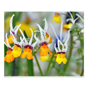 Miniature Orchids Photo Print