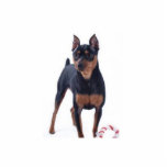 Miniature Pincher Photo Sculpture<br><div class="desc">This Miniature Pincher comes home as a Photo sculpture.</div>