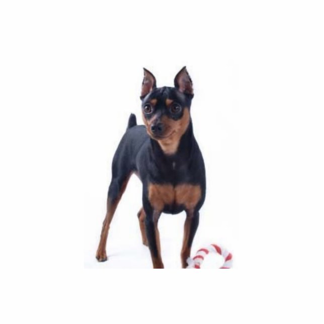 Miniature Pincher Photo Sculpture (Front)