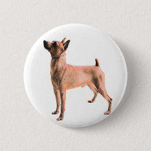 Miniature Pinscher 6 Cm Round Badge