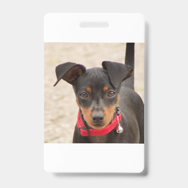 miniature-pinscher-black and rust ID badge (Front)