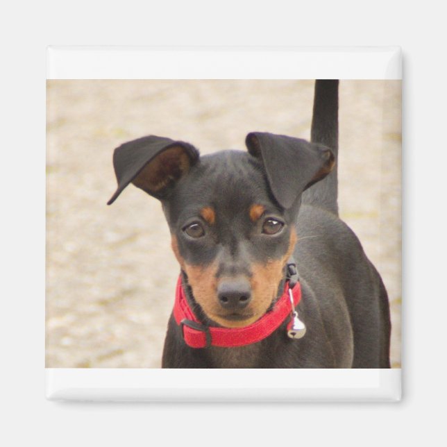 miniature-pinscher-black and rust magnet (Front)