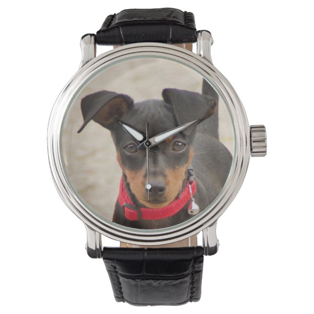 miniature-pinscher-black and rust watch (Front)