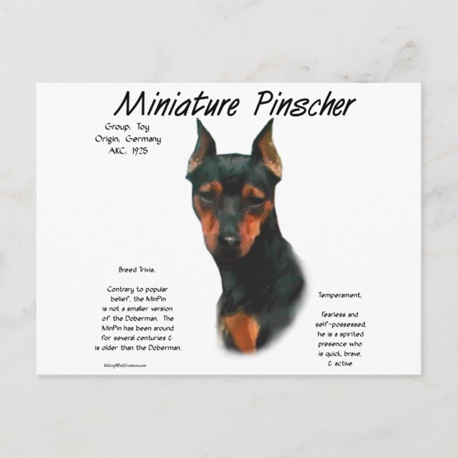 Miniature Pinscher (blk/rust) History Design Postcard (Front)