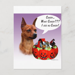 Miniature Pinscher Halloween Candy Postcard