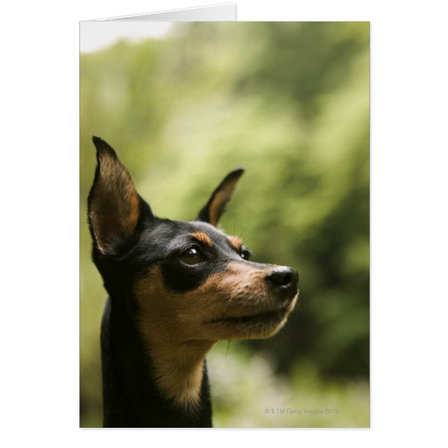 Miniature Pinscher (Min-Pin) 2 (Front)