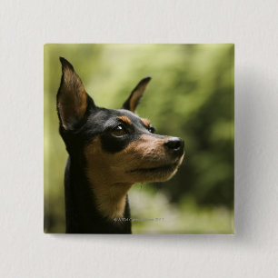 Miniature Pinscher (Min-Pin) 2 15 Cm Square Badge