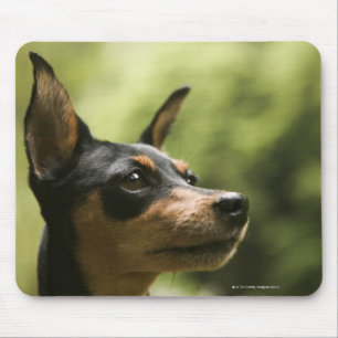 Miniature Pinscher (Min-Pin) 2 Mouse Mat