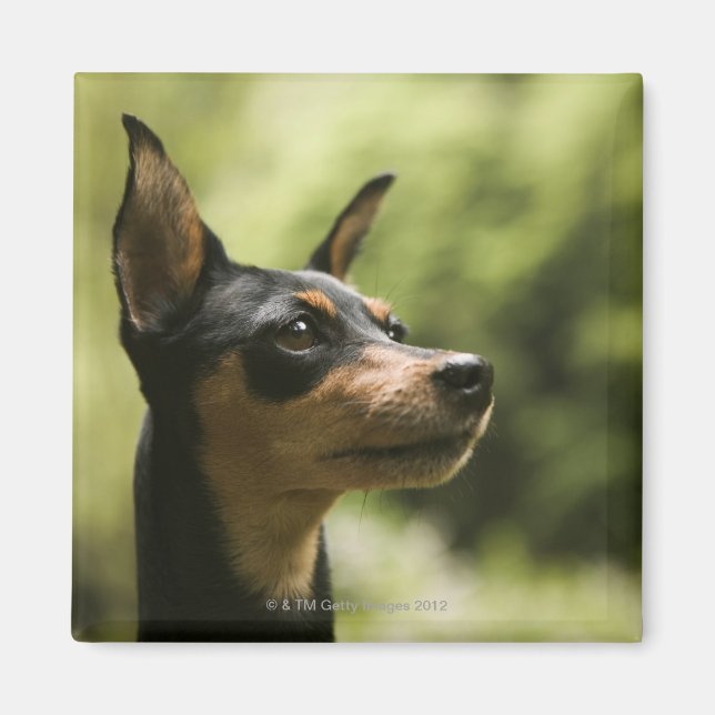 Miniature Pinscher (Min-Pin) Magnet (Front)