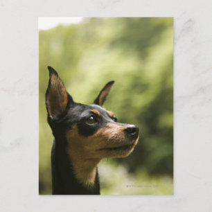 Miniature Pinscher (Min-Pin) Postcard