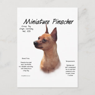 Miniature Pinscher (red) History Design Postcard