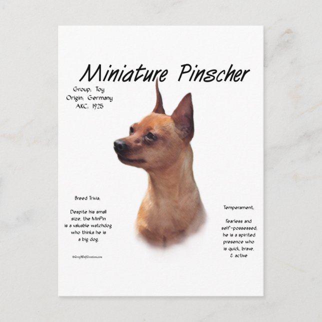 Miniature Pinscher (red) History Design Postcard (Front)