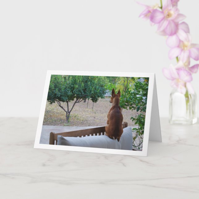 Miniature Pinscher Sitting on Bench Card (Orchid)