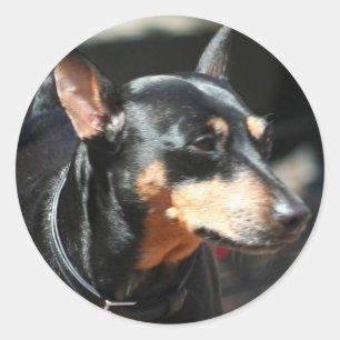 Miniature Pinscher stickers