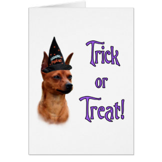 Miniature Pinscher Trick