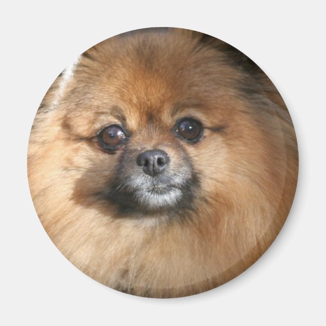 Miniature Pomeranian Round Magnet (Front)