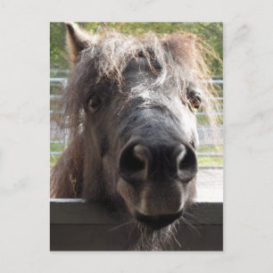 Miniature Pony Peering Over Fence Postcard