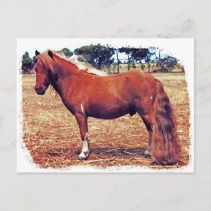 Miniature Pony Postcard