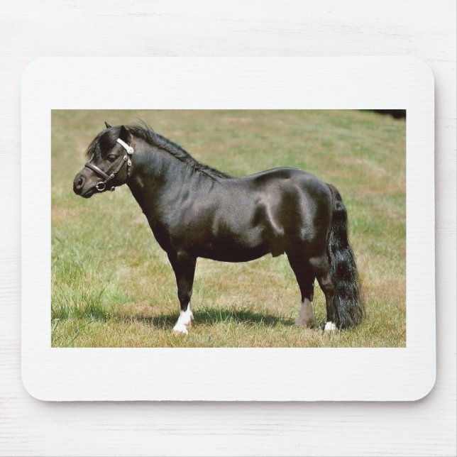 miniature pony stallion mouse mat (Front)