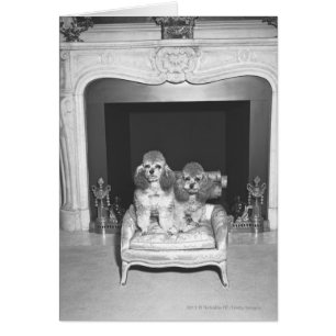 Miniature poodles sitting in front of fireplace