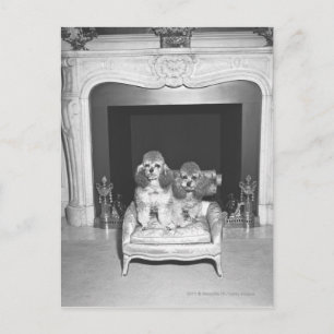 Miniature poodles sitting in front of fireplace postcard