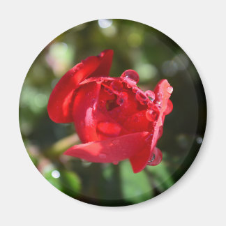 Miniature Red Rose Magnet