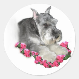 Miniature Schnauzer Art Gifts Classic Round Sticker