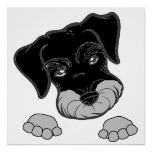 miniature schnauzer black and silver peeking poster