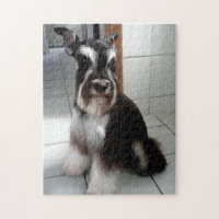 Miniature Schnauzer Black and Silver Sitting