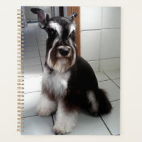 Miniature Schnauzer Black and Silver Sitting