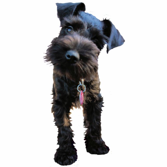 Miniature Schnauzer Christmas Ornament Photo Sculpture Decoration (Front)