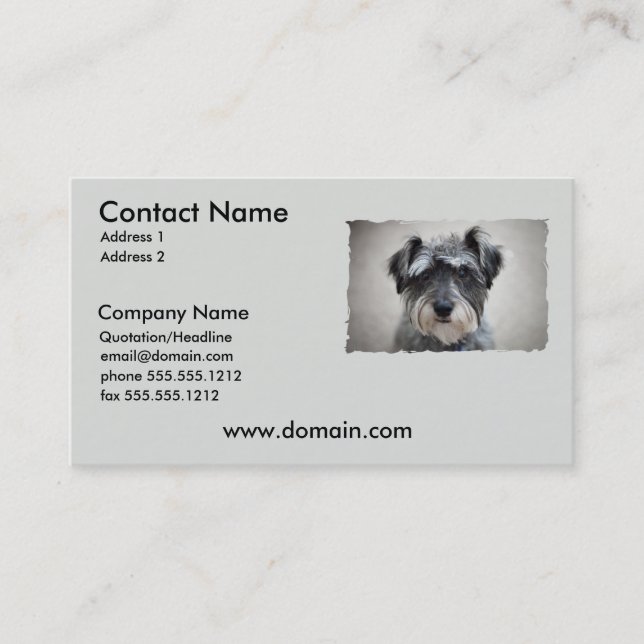 Miniature Schnauzer Dog Business Card (Front)