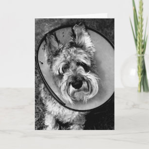Miniature Schnauzer Get Well Soon Card