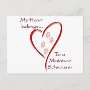 Miniature Schnauzer Heart Belongs Postcard