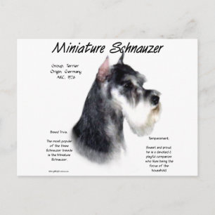 Miniature Schnauzer History Design Postcard
