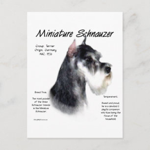 Miniature Schnauzer History Design Postcard
