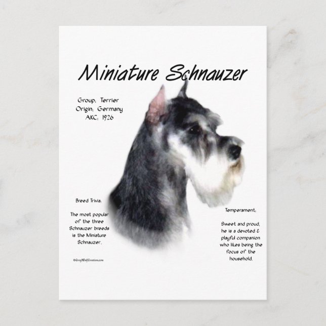 Miniature Schnauzer History Design Postcard (Front)