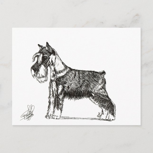 MINIATURE SCHNAUZER HOLIDAY POSTCARD (Front)
