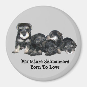 Miniature Schnauzer Magnet